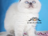 Güzel Gözlüm Blue Point Scottish Fold