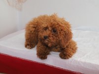 Mini Boy Toy Poodle Kızımız