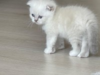 Scottish Fold Yavru