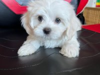 Sevimli Maltese Minikler