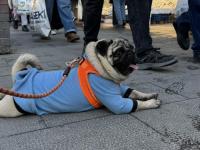 Eğitimli Bakımlı 1.5 Yaş Pug