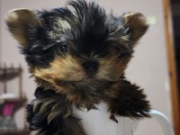 Yorkshire Terrier Yavrular 2.5 Aylık