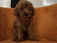 Toy Poodle Bebek Köpeklerim