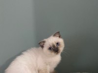 British shorthair yavrularımız yeni yuvalarını arıyor