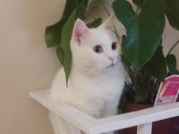 British shorthair erkek kısır cipli 4 yaşında ücretsiz