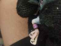 Kızgın İsim Bilezikli Forpus