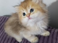 Pofuduk British Longhair Güzellikler