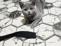 Orjinal 52 Günlük British Shorthair