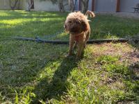 Red brown gebe poodle