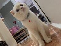 Scottish fold asalet kedimize yuva arıyoruz
