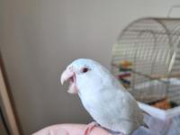 Amerikan Beyaz Full Evcil 4.5 Aylık Forpus Papağanım