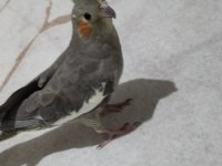 Akıllı Sultan Papağanı Paşa Elde Beslenmiş