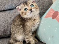 British golden black ny25