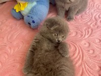 Bal Küpü Scottish Fold Yavrular
