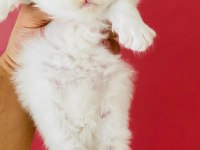 Beyaz British Longhair Pamuk Prenseslerim