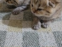 Scottish Fold Yavrular