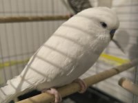 Albino Jumbo Erkek Muhabbet Kuşu