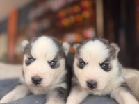 Burkem Ailesinden Maskeli Mavi Boncuk Husky