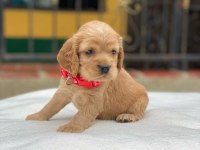 Dünya tatlısı cocker yavruları