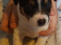 Jack russell yavruları ırk garantili