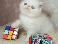 İddia Ediyorum Böyle Güzel İran Kedisi Yok