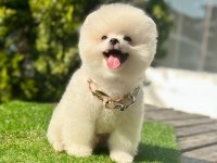 Sevimli Pomeranian Boo Köpeği Yavrular