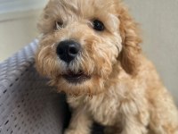2.5 Aylık Tuvalet Eğitimli Erkek Toy Poodle