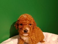 Kahve rengi poodle yavrularımız