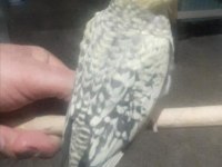 Ev Ortamında Üretilmiş Gayet Sağlıklı Sultan Papağanı Yavruları