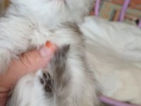 Anne Sütünden Kesilmek Üzere İran Kedisi (Persian)