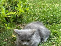 Güzeller Güzeli Bebiş Kediler