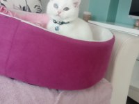 2 Buçuk Aylık Erkek Kedimiz