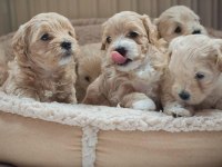 Ruhsatlı İşletmeden Mini Maltipoo Köpekler