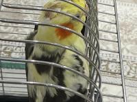 Sultan papağanı 4 aylık krom kafes
