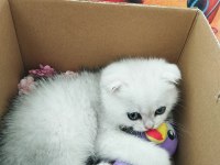 60 günlük scottish fold bebiş