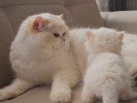 Safkan Kaliteli British Longhair Yavru