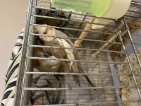 Yumurtalı çift sultan papağanı