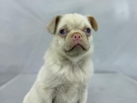 Pink Pug Erkek Yavru