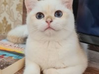 Safkan Şampiyon Yavru Kediler