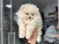 Pomeranian Boo Yavruları
