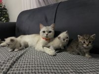 Güzel British Shorthair Bebeklerim Teslime Hazır