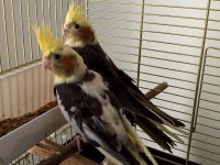 Yeni yeme düşmüş sultan papağanı yavrular