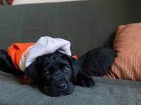 Siyah Erkek Cane Corso