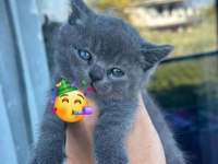 British shorthair dişi kedimiz