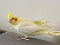 Dişi sultan papağanı ve kafesi