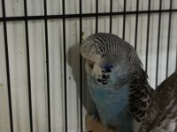 Mutasyon Üst Vasıf Show Muhabbet Kuşu Yavrular