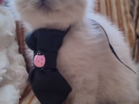 Dişi Blue Point Bebek British Shorthair