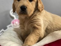 Golden Retriever Baby Face Yavrularımız