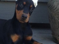Safkan estetikli doberman köpekler