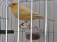 Hazır çift 1 yaşında kanarya